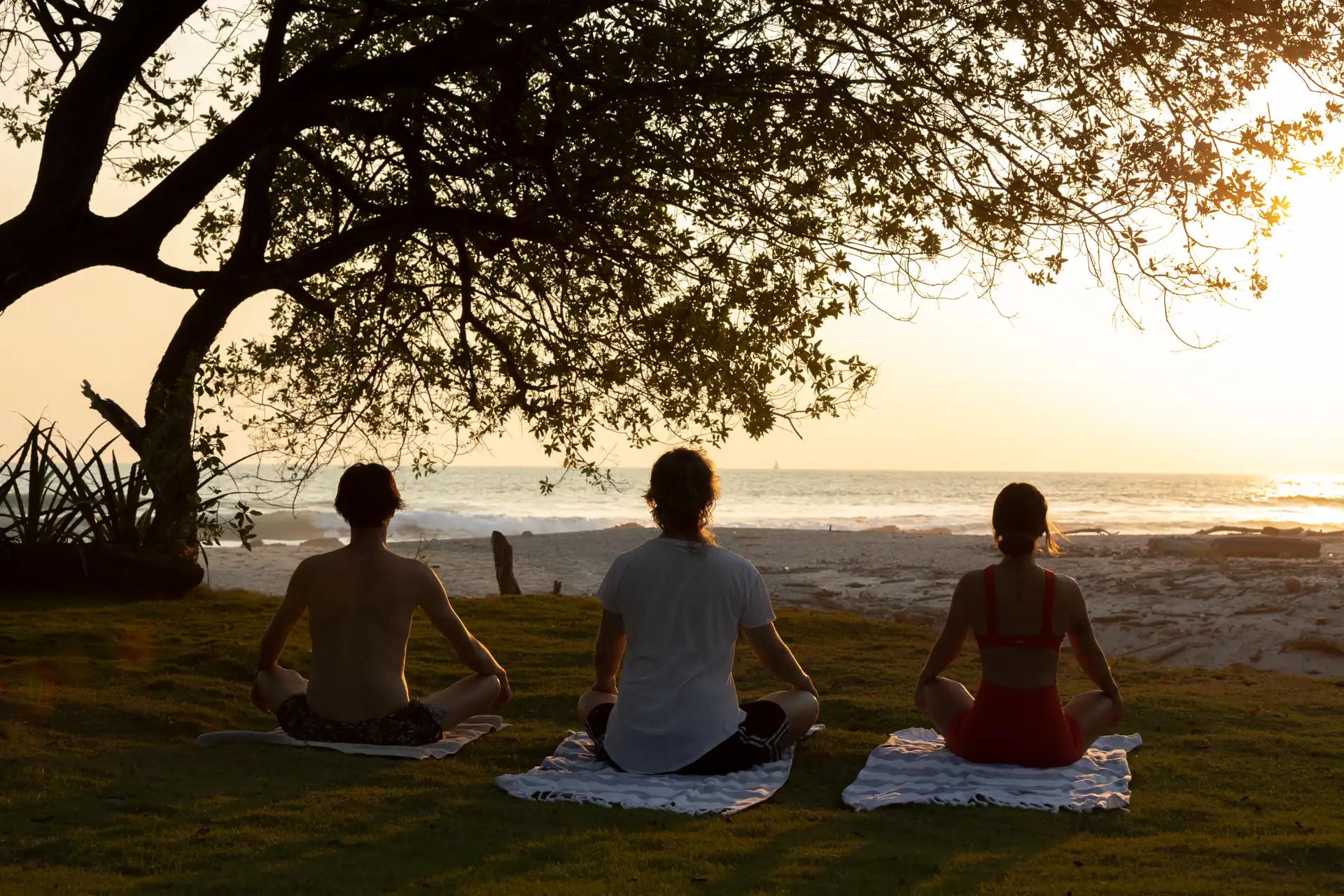 Three students meditating on the beach beneath a spreading tree at dusk